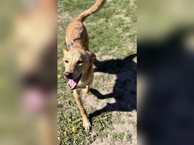 Kinderlieber kleiner Windhund, 7Mon., gepflegt, unkompliziert