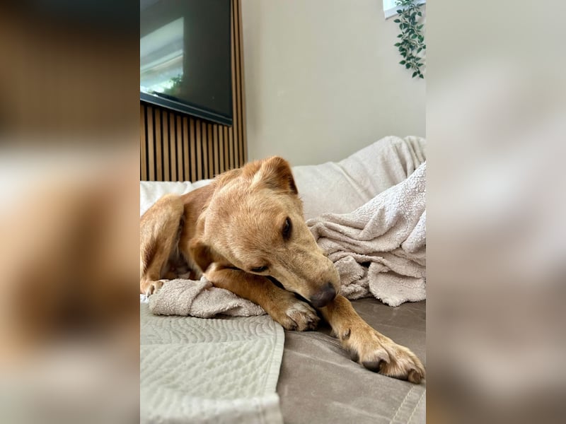 Kinderlieber kleiner Windhund, 7Mon., gepflegt, unkompliziert