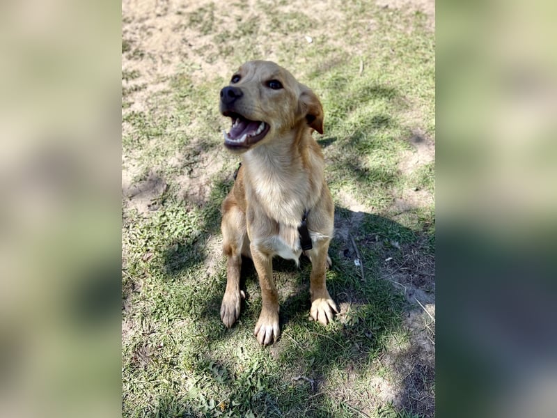 Kinderlieber kleiner Windhund, 7Mon., gepflegt, unkompliziert