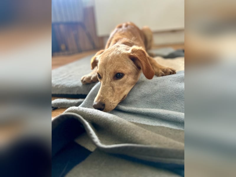 Kinderlieber kleiner Windhund, 7Mon., gepflegt, unkompliziert