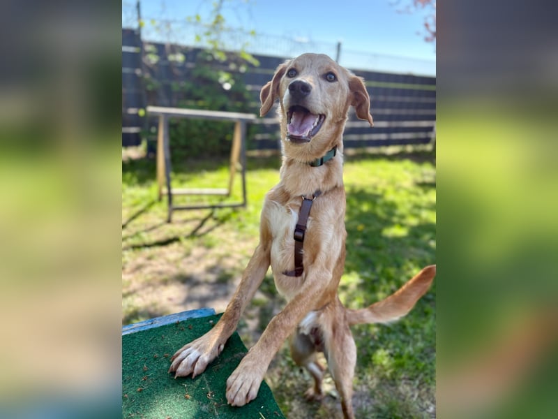 Kinderlieber kleiner Windhund, 7Mon., gepflegt, unkompliziert
