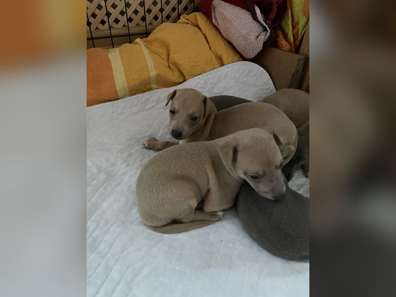 Holly, Glück und Liebe♥️