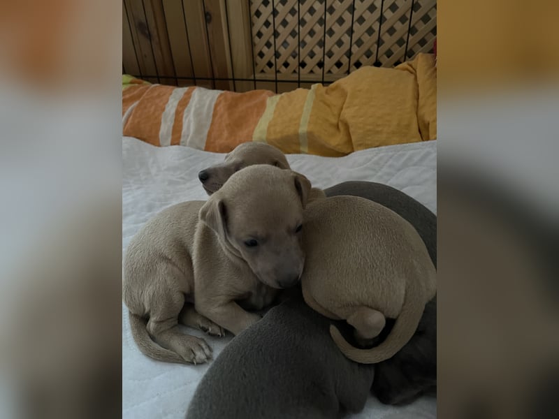 Holly, Glück und Liebe♥️