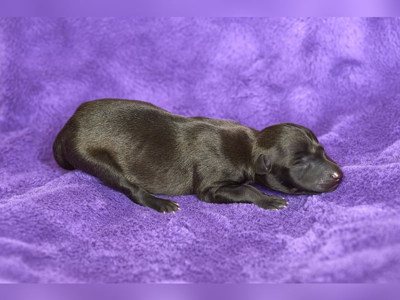 Italienische Windspielwelpen aus liebevoller Hausaufzucht mit VDH/FCI-Papieren