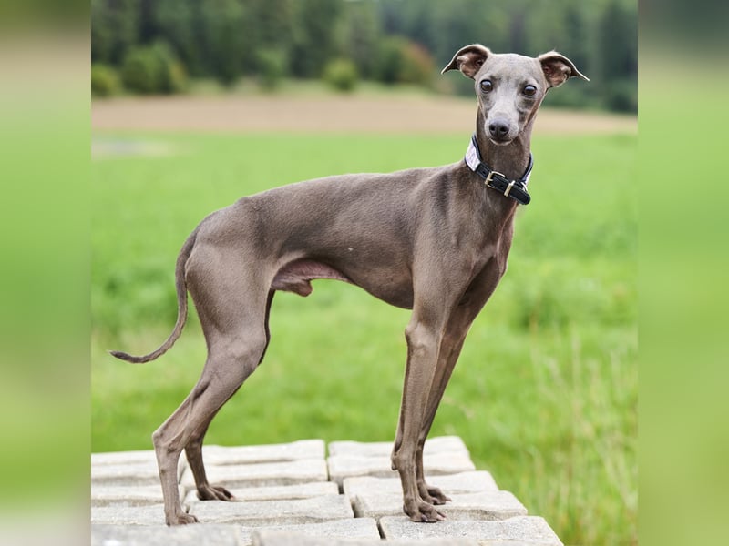 Italienische Windspielwelpen aus liebevoller Hausaufzucht mit VDH/FCI-Papieren