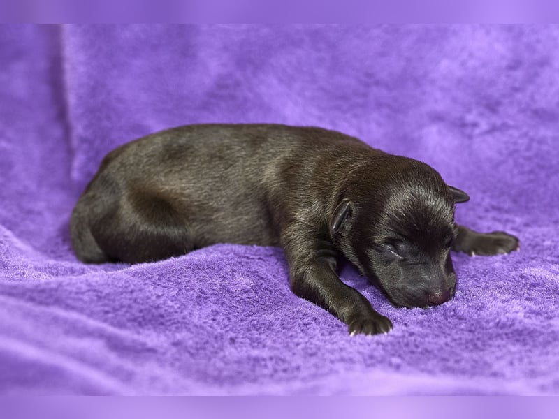 Italienische Windspielwelpen aus liebevoller Hausaufzucht mit VDH/FCI-Papieren