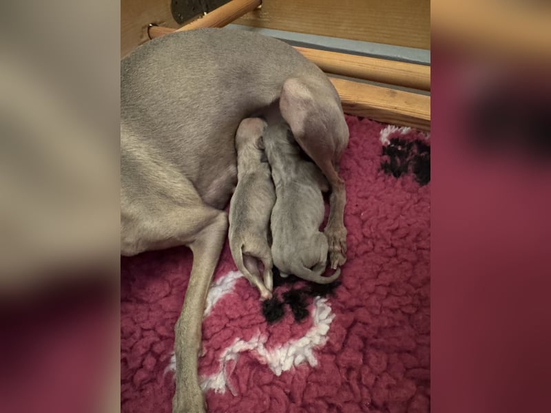 Windspiele aus liebevoller und fachkundiger Hausaufzucht