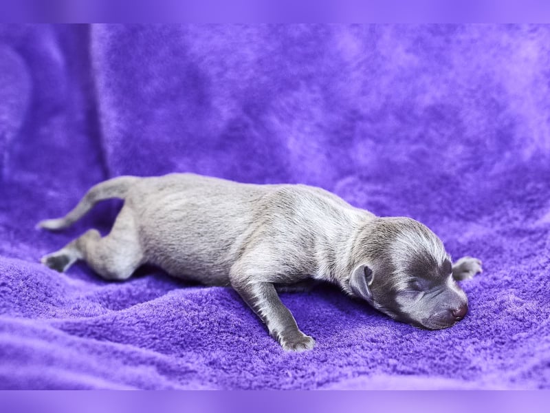 Italienische Windspielwelpen aus liebevoller Hausaufzucht mit VDH/FCI-Papieren