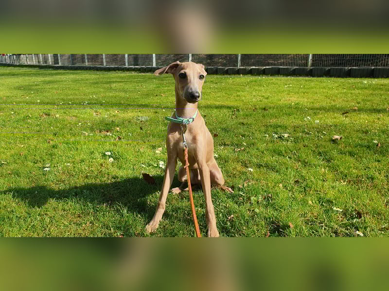 Italienisches Windspiel ... Italian Greyhound ... Sighthound