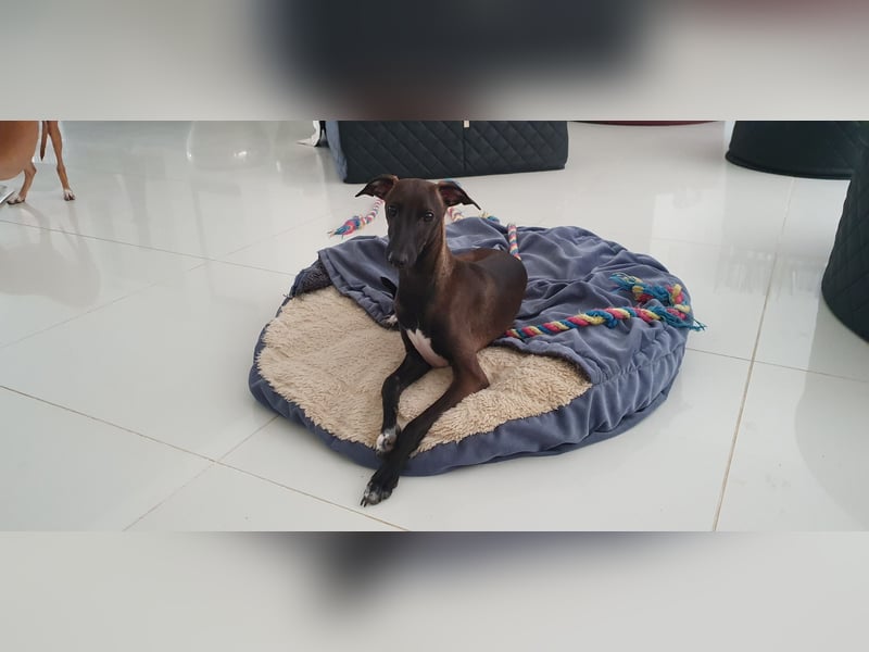 Italienisches Windspiel ... Italian Greyhound ... Sighthound