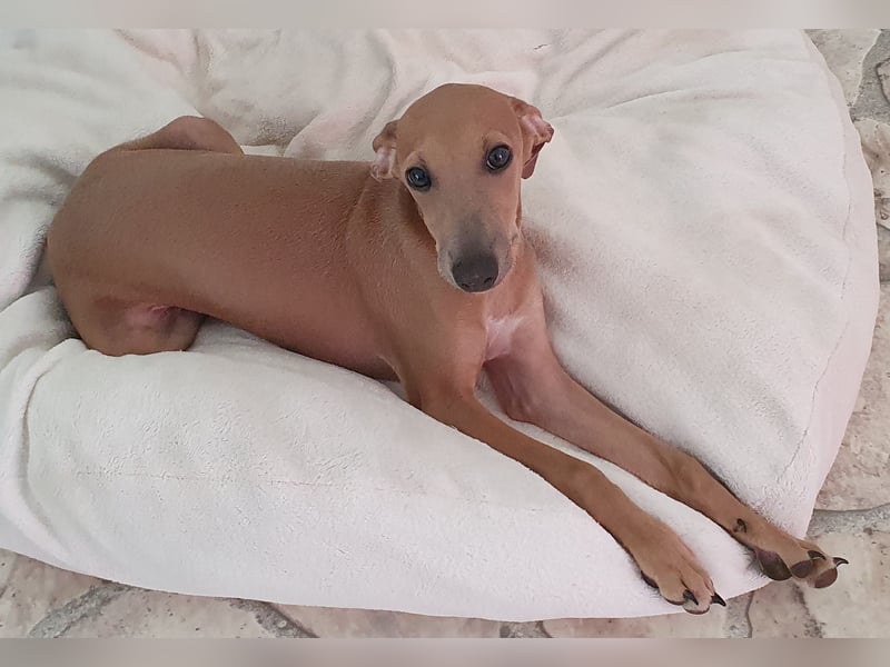 Italienisches Windspiel ... Italian Greyhound ... Sighthound