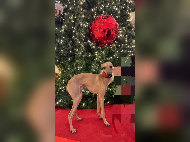 Wunderschöner Elvis wartet auf seine Menschen!