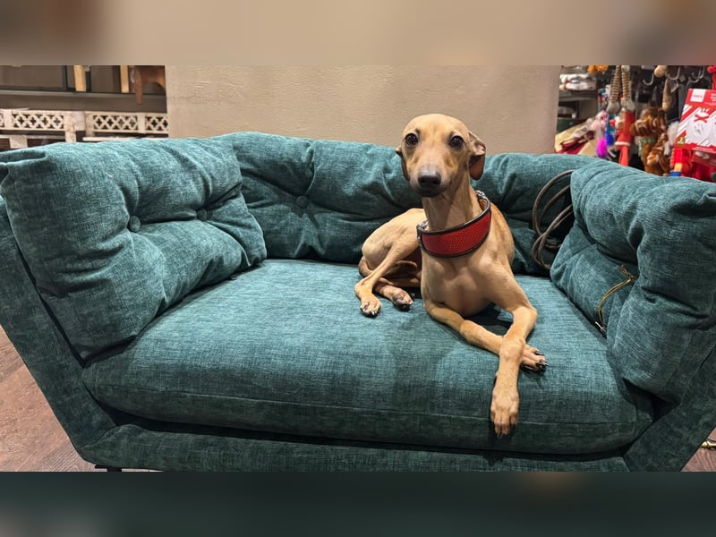 Wunderschöner Elvis wartet auf seine Menschen!