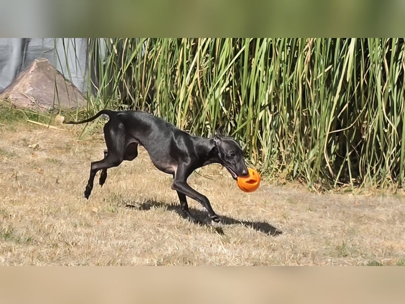 ❤️ Jazzar sucht sein Zuhause für immer ❤️
