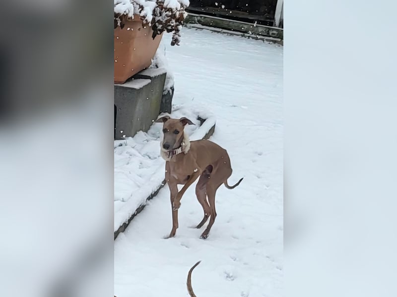 Italienisches Windspiel – 9 Monate alter Rüde in Isabell mit blauer Maske
