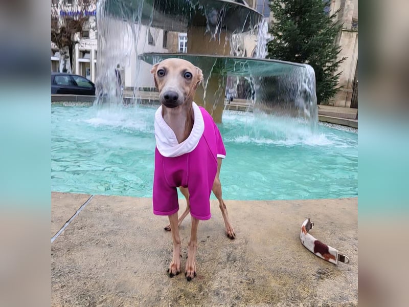 Italienisches Windspiel – 9 Monate alter Rüde in Isabell mit blauer Maske