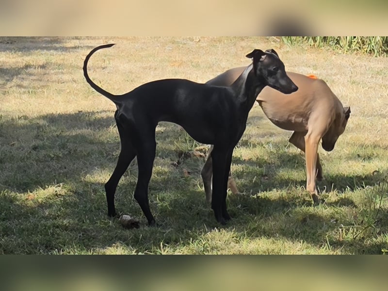 ❤️ Jazzar sucht sein Zuhause für immer ❤️