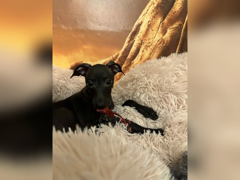 Sehr schöne Italienische Windspiel Rüde VDH- DWRZV Ahnentafel (Stammbaum - Pedigree)