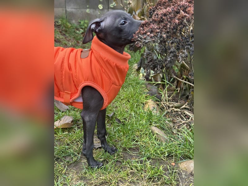 Italienische Windspiel Rüde aus Schöne - Show,Champion ,Weltsieger Linie