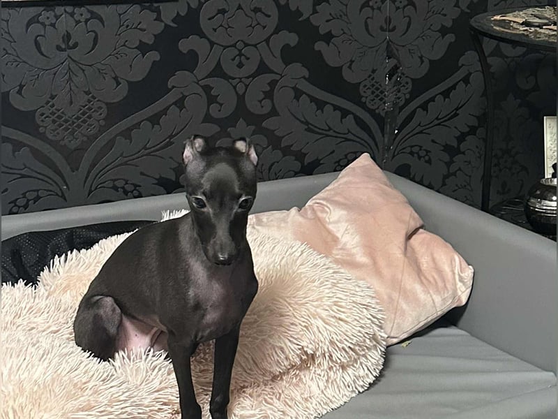 Sehr schöne Italienische Windspiel Rüde VDH- DWRZV Ahnentafel (Stammbaum - Pedigree)