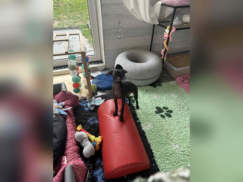 Italienische Windspiel Rüde aus Schöne - Show,Champion ,Weltsieger Linie