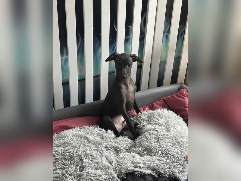 Italienische Windspiel Rüde aus Schöne - Show,Champion ,Weltsieger Linie