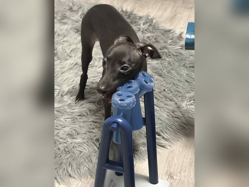 Sehr schöne Italienische Windspiel Rüde VDH- DWRZV Ahnentafel (Stammbaum - Pedigree)