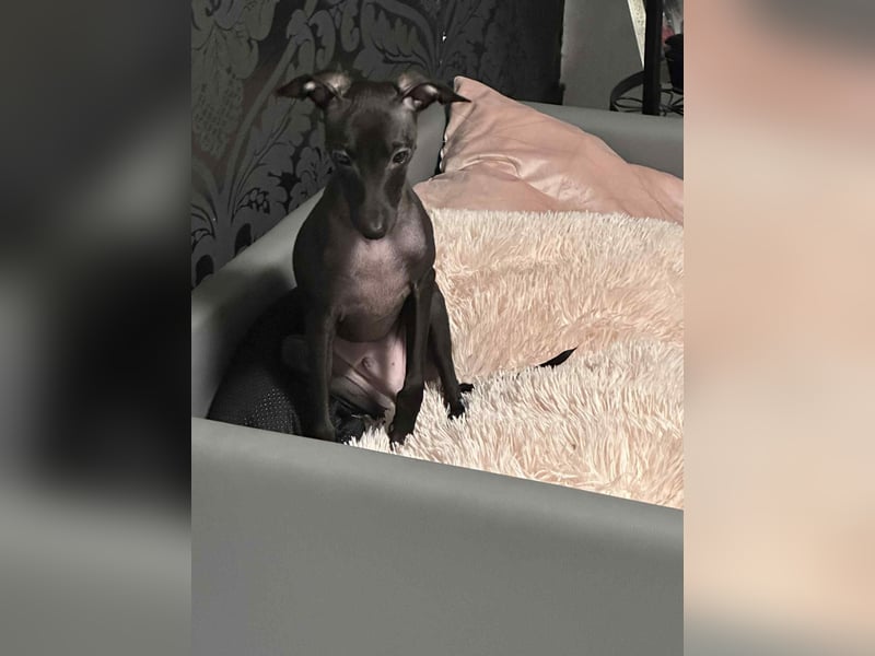 Sehr schöne Italienische Windspiel Rüde VDH- DWRZV Ahnentafel (Stammbaum - Pedigree)