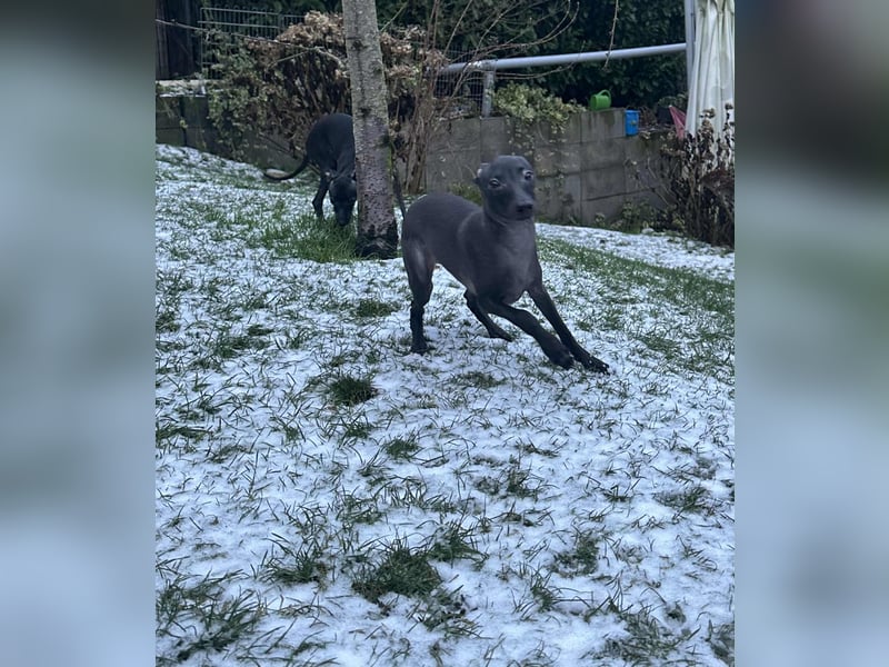 Sehr schöne Italienische Windspiel Rüde VDH- DWRZV Ahnentafel (Stammbaum - Pedigree)