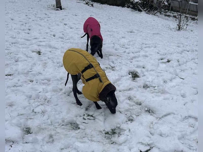 Sehr schöne Italienische Windspiel Rüde VDH- DWRZV Ahnentafel (Stammbaum - Pedigree)