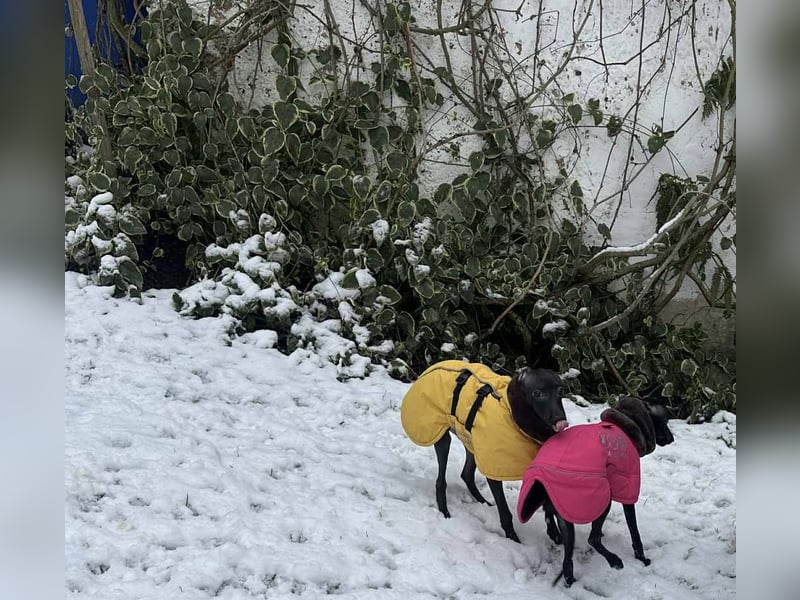 Sehr schöne Italienische Windspiel Rüde VDH- DWRZV Ahnentafel (Stammbaum - Pedigree)
