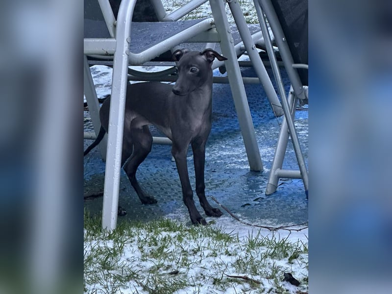 Sehr schöne Italienische Windspiel Rüde VDH- DWRZV Ahnentafel (Stammbaum - Pedigree)