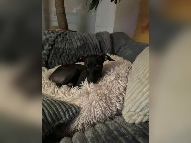 Sehr schöne Italienische Windspiel Rüde VDH- DWRZV Ahnentafel (Stammbaum - Pedigree)