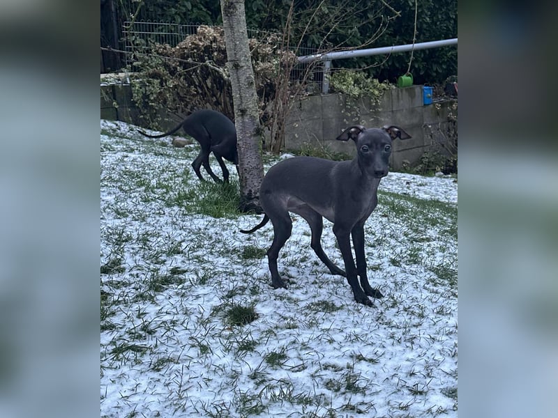 Sehr schöne Italienische Windspiel Rüde VDH- DWRZV Ahnentafel (Stammbaum - Pedigree)