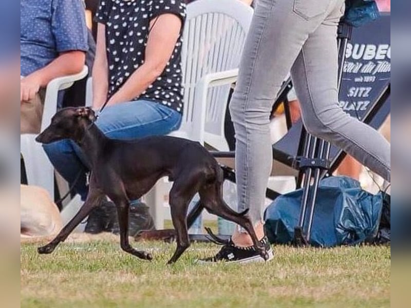 Sehr schöne Italienische Windspiel Rüde VDH- DWRZV Ahnentafel (Stammbaum - Pedigree)