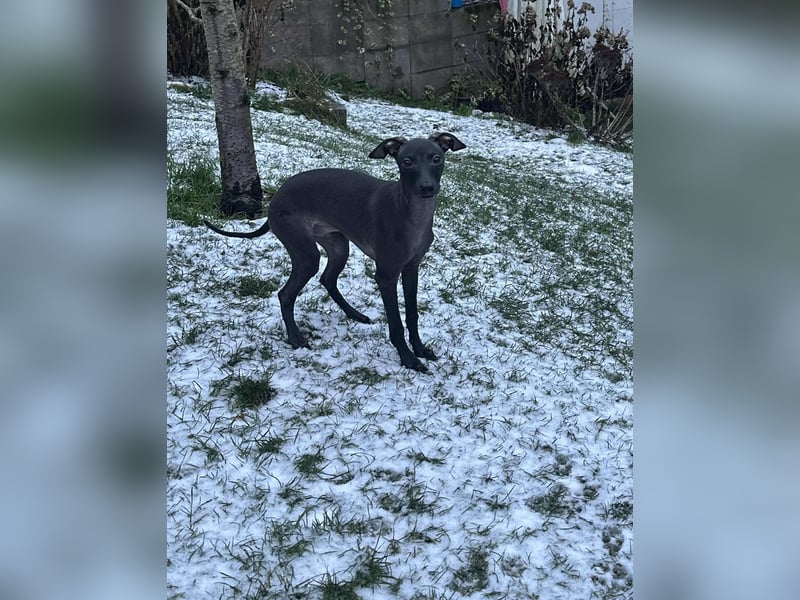 Sehr schöne Italienische Windspiel Rüde VDH- DWRZV Ahnentafel (Stammbaum - Pedigree)