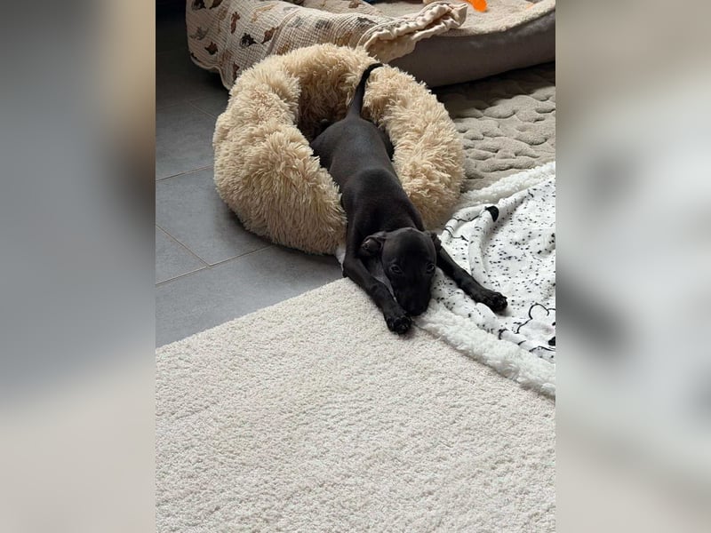 Sehr schöne Italienische Windspiel Rüde VDH- DWRZV Ahnentafel (Stammbaum - Pedigree)