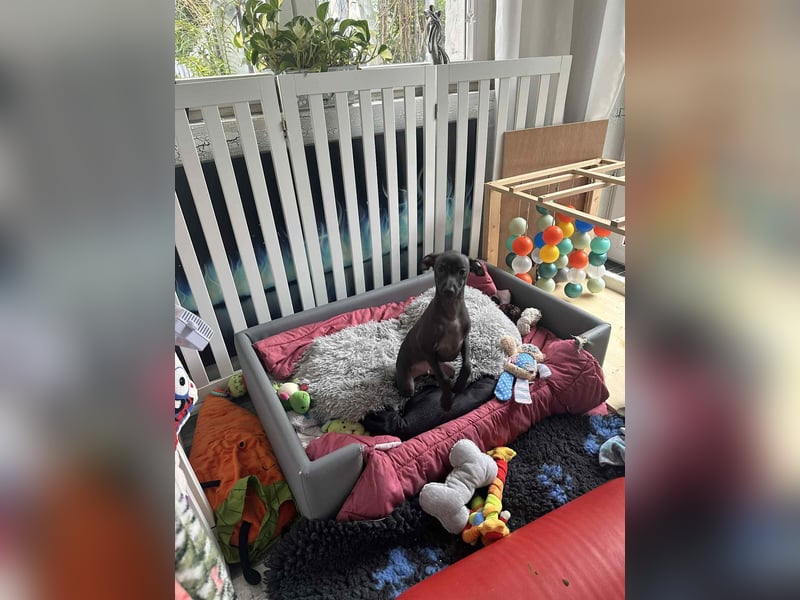 Italienische Windspiel Rüde aus Schöne - Show,Champion ,Weltsieger Linie