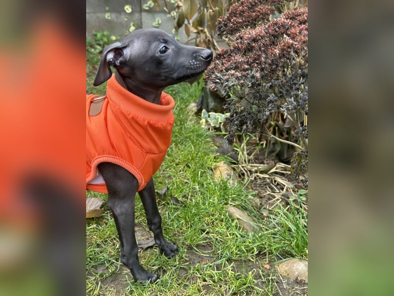 Italienische Windspiel Rüde aus Schöne - Show,Champion ,Weltsieger Linie