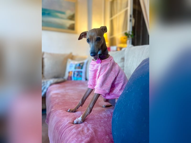 Galleta wünscht sich ein Zuhause