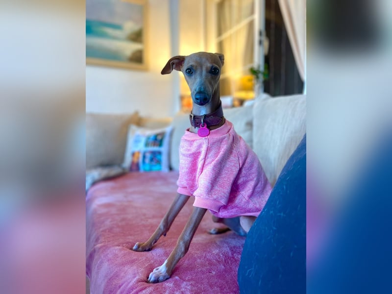 Galleta wünscht sich ein Zuhause