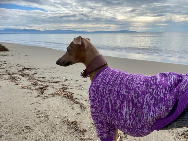Galleta wünscht sich ein Zuhause