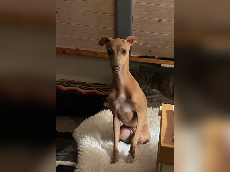 Galleta wünscht sich ein Zuhause