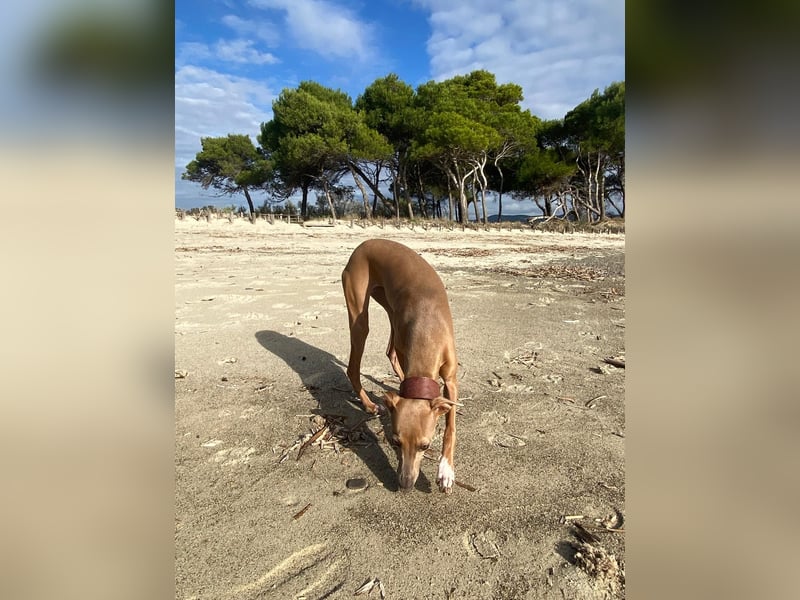 Galleta wünscht sich ein Zuhause