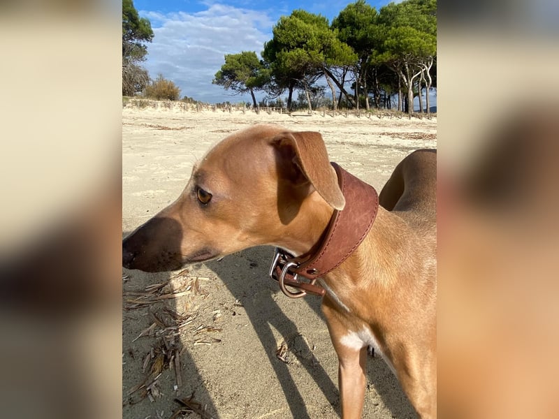 Galleta wünscht sich ein Zuhause