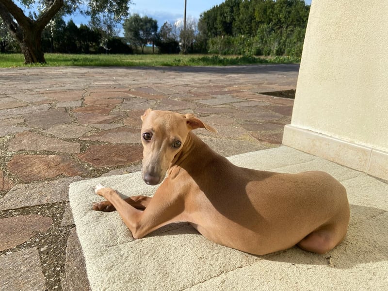 Galleta wünscht sich ein Zuhause