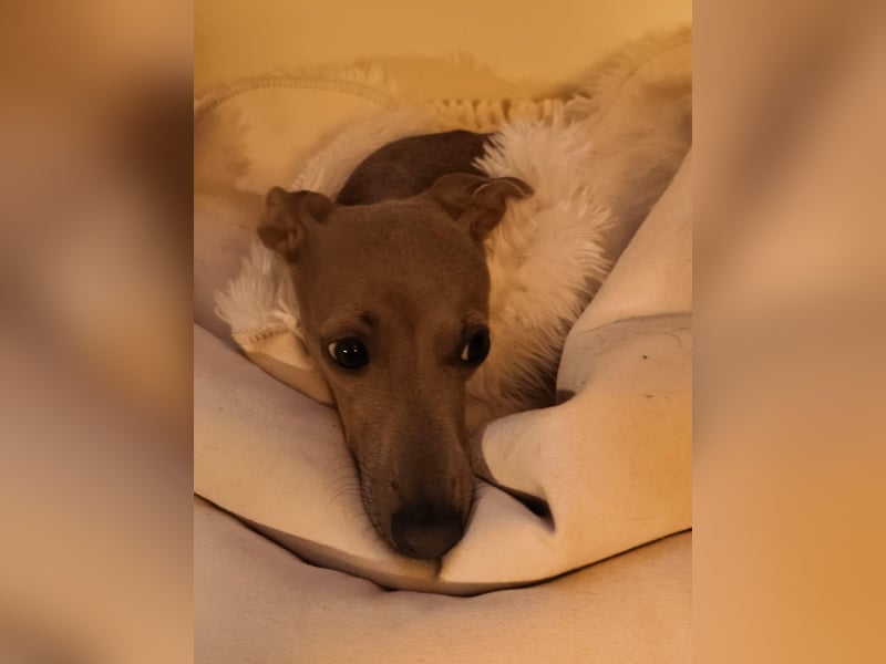 Galleta wünscht sich ein Zuhause