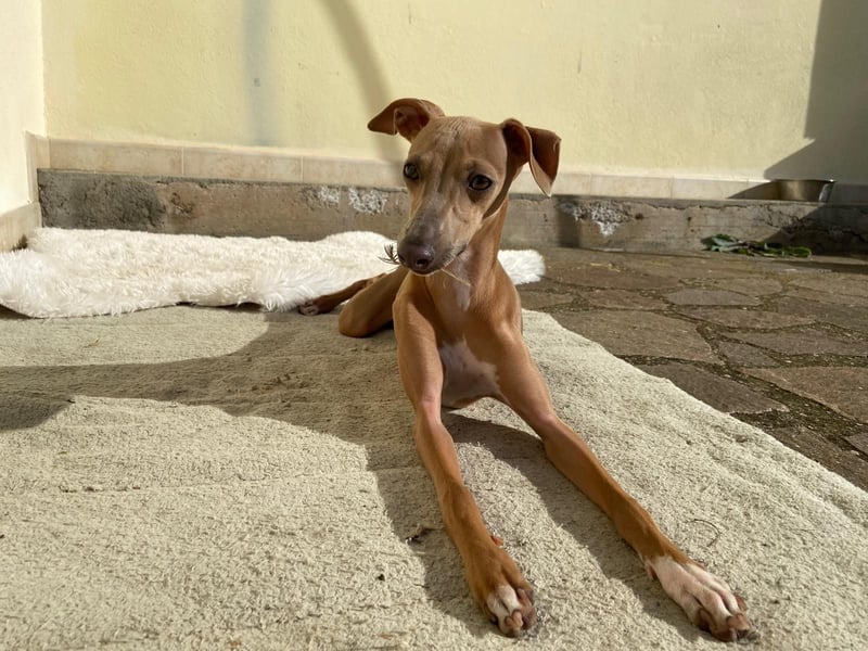 Galleta wünscht sich ein Zuhause
