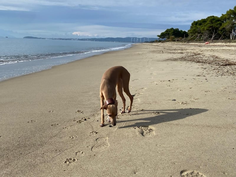 Galleta wünscht sich ein Zuhause