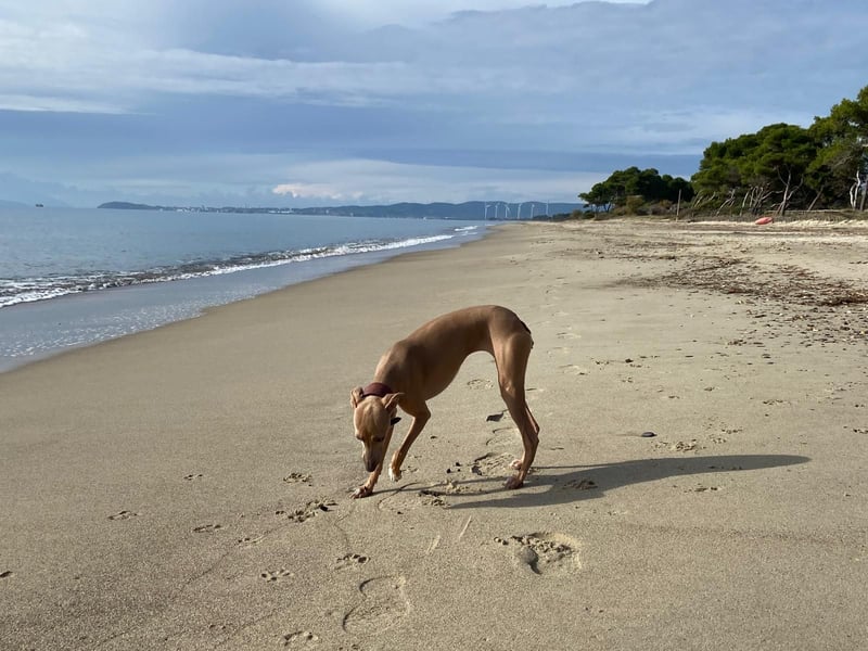 Galleta wünscht sich ein Zuhause